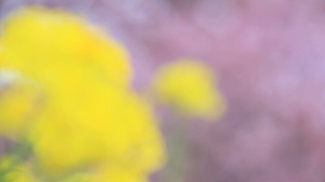 菜の花