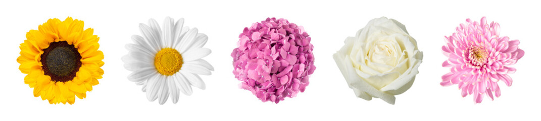Fototapeta premium PNG Vibrant floral diversity in bloom on transparent background