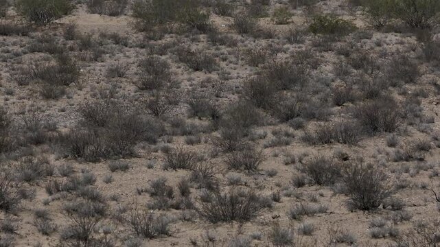 Ivanpah Solar Electric Generating System Concentrated Solar Plant Mojave Desert 