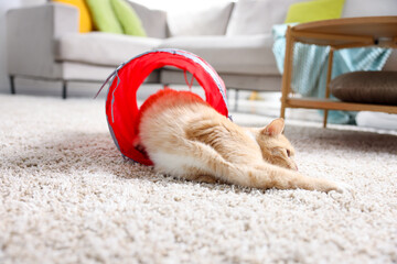 Fototapeta premium Cute cat in toy tunnel on carpet at home