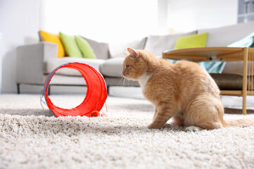 Fototapeta premium Cute cat and toy tunnel on carpet at home