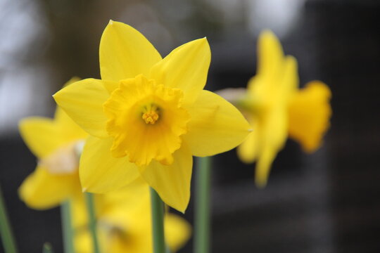 daffodils 