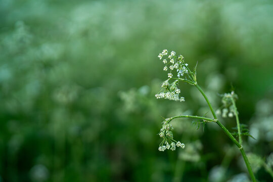 Tiny white wildflowers blooming on slender stems in soft green meadow
