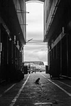 Galp&otilde;es de frutas e um gato sentado entre eles no meio do corredor e ao fundo a sa&iacute;da mostrando o c&eacute;u nublado