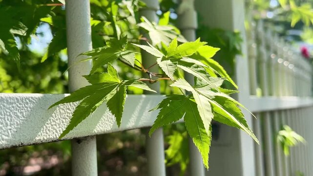 Fresh green maple leaves gently swaying in the wind on a white metal fence beside a quiet street. Perfect for nature, environmental, relaxation, seasonal, and urban outdoor concepts.