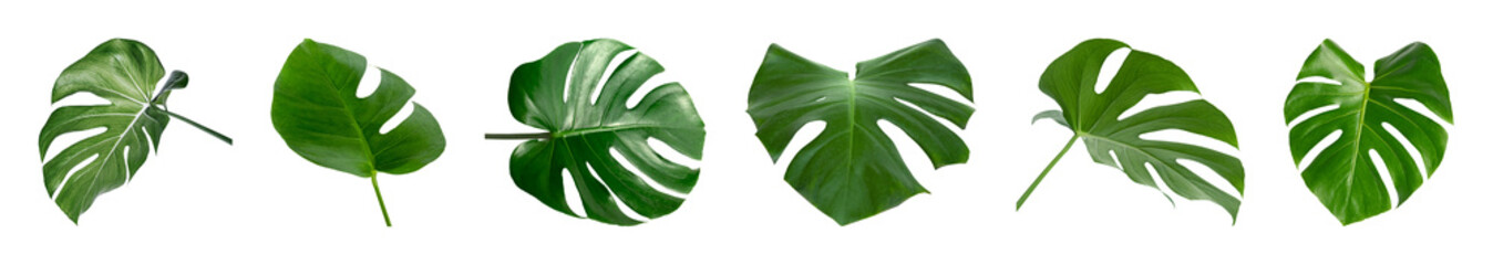 PNG Tropical monstera leaves arrangement on transparent background © Rawpixel.com