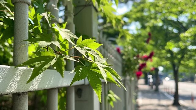green leaves on fence, Fresh green maple leaves gently swaying in the wind on a white metal fence beside a quiet street. Perfect for nature, environmental, relaxation, seasonal,