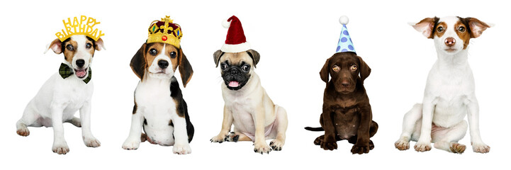 PNG Adorable festive puppies wearing hats on transparent background © Rawpixel.com