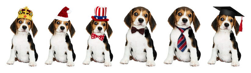 PNG Adorable puppies wearing various costumes on transparent background © Rawpixel.com