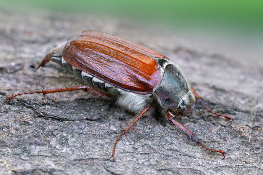 Common Cockchafer on Tree Bark