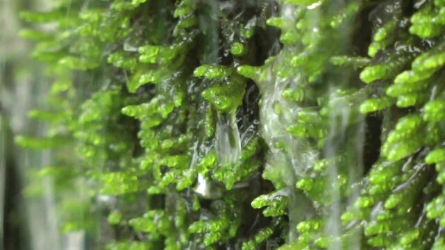 苔と水滴
