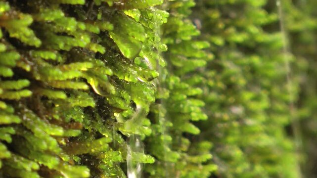 苔と水滴