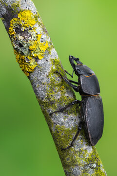 Dorcus parallelipipedus on a lichen-covered branch
