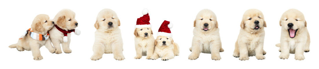 PNG Adorable puppies wearing festive hats on transparent background © Rawpixel.com