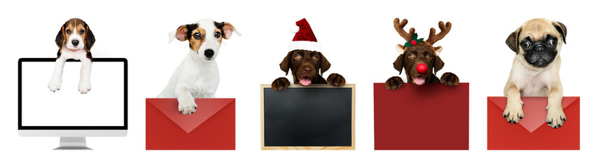 PNG Cute dogs with festive accessories on transparent background © Rawpixel.com