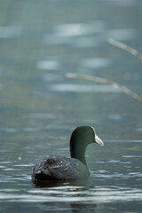 Fototapeta premium Common coot bird swimming in the tranquil waters of yahuarcocha lake