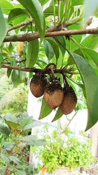 Sapodilla Fruits Affected by Mealybugs on a Tree Branch