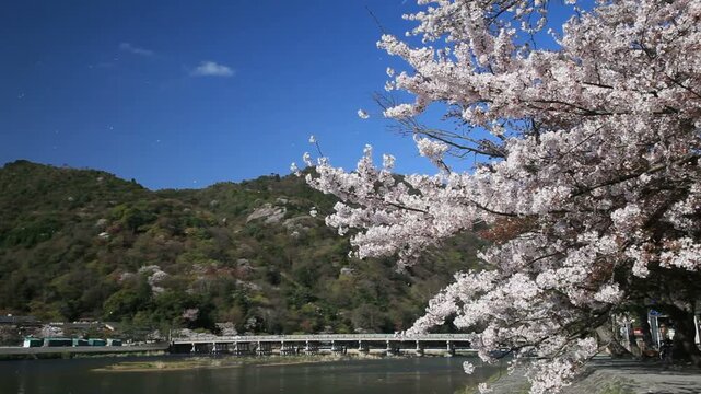桜吹雪の嵐山と渡月橋