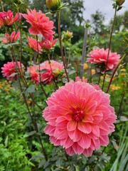 Obraz premium Dahlias coral and pink in garden