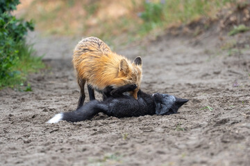 Fototapeta premium A wild red fox vixen gives her silver red fox kit a bath