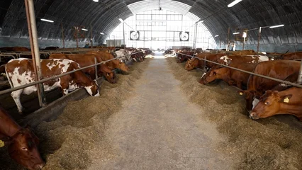 Video shows rows of brown and white cows eating hay from troughs in a large, modern barn. The camera moves steadily down the central aisle, offering a view of the livestock farming operation © Ruslan