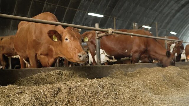 Close up of brown dairy cows standing in a row and eating hay from a trough inside a large modern cowshed. Livestock feeding on a farm. Agriculture and animal husbandry industry concept