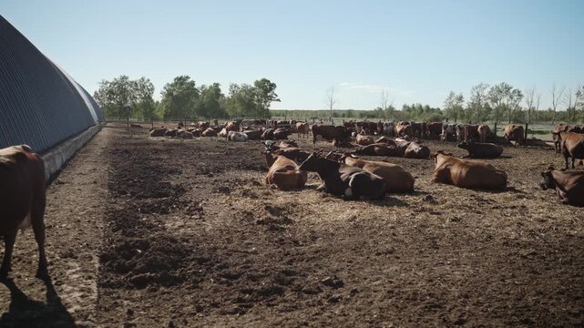 A large herd of brown and black cows rests in a muddy outdoor pen on a sunny day. A large metal barn is visible. The camera moves slowly along the pen, showing the livestock