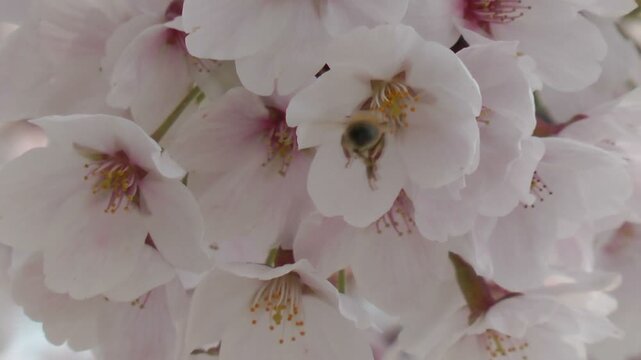 桜の花