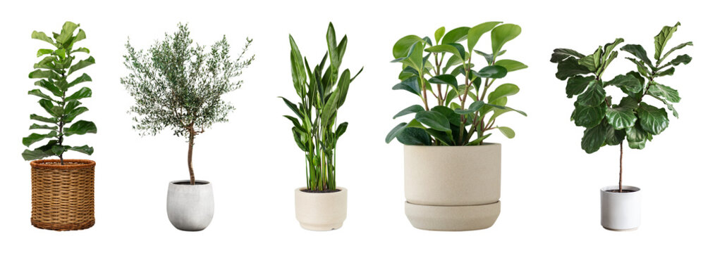 PNG Diverse indoor potted plant collection on transparent background