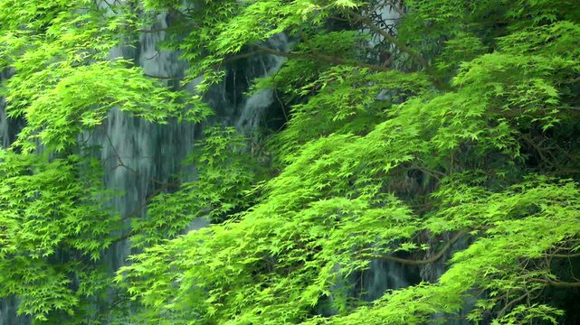 新緑のカエデと白糸の滝