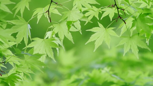 新緑のカエデの樹