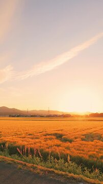 [縦位置タイムラプス] 夕日に黄金色に輝く麦畑と沈みゆく太陽（福岡県小郡市）