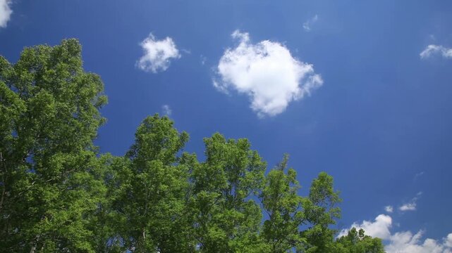 新緑の白樺林