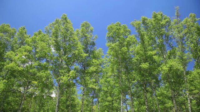 新緑の白樺林
