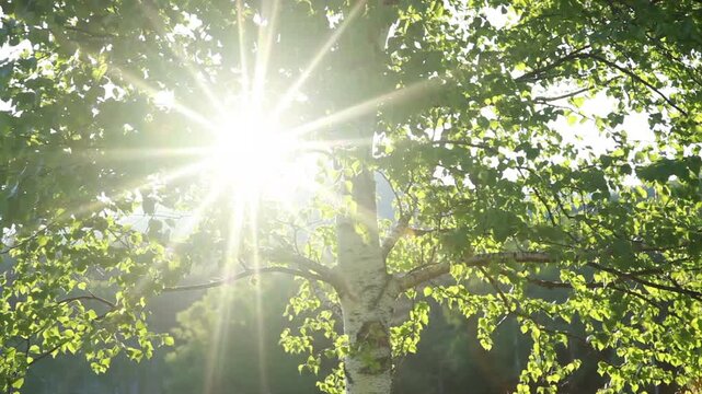 白樺の樹と木漏れ日