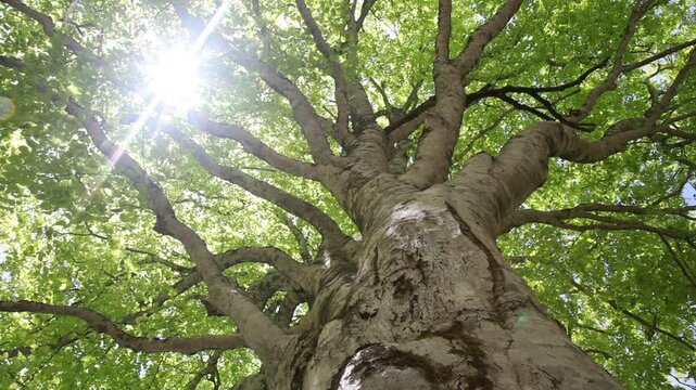 新緑のブナの樹と木漏れ日