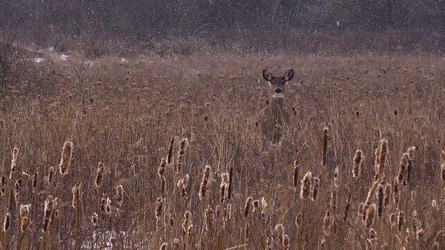 A single white-tailed deer looking directly forward and stopping it's foot while framed by tall, blurry grass and cattails during a heavy winter snowfall in a field.