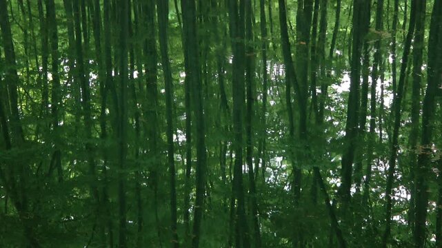 新緑のブナ林の池の波紋