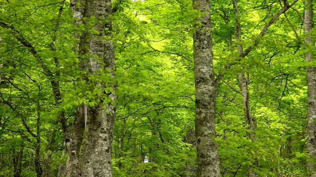 新緑のブナ林