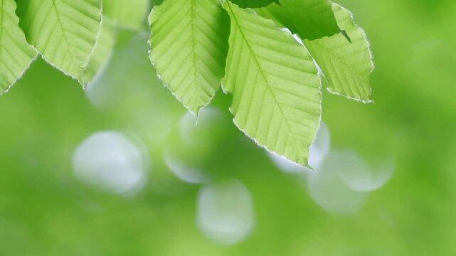 風にゆれる新緑のブナの葉