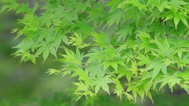 新緑のモミジの梢