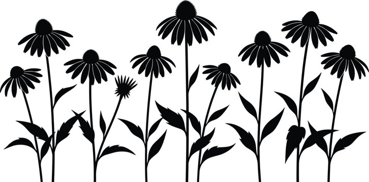 Collection of echinacea coneflower black silhouettes growing in a garden row with stems and leaves isolated on white background vector illustration