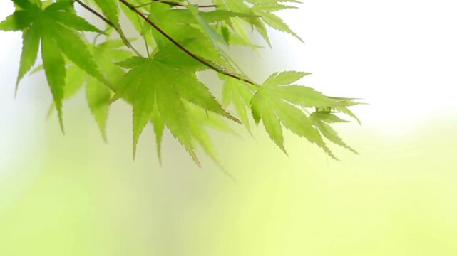 新緑のモミジの葉