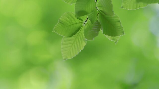 風にゆれる新緑のブナの葉