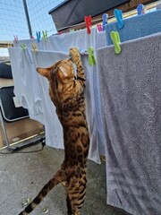 Bengal cat hanging up laundry  © Maaamm