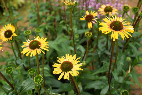 Yellow coneflower echinacea plants blooming naturally in vibrant perennial summer flower garden. Latin: Echinacea paradoxa