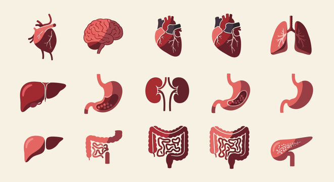 Human internal organ icons collection for medical anatomy design