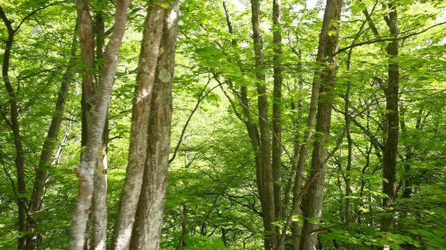 クヌギなどの雑木林の車窓景色