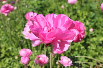 Obraz premium Pink flower