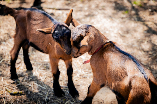 Two playful baby goats engage in a friendly headbutt on a sunny day.